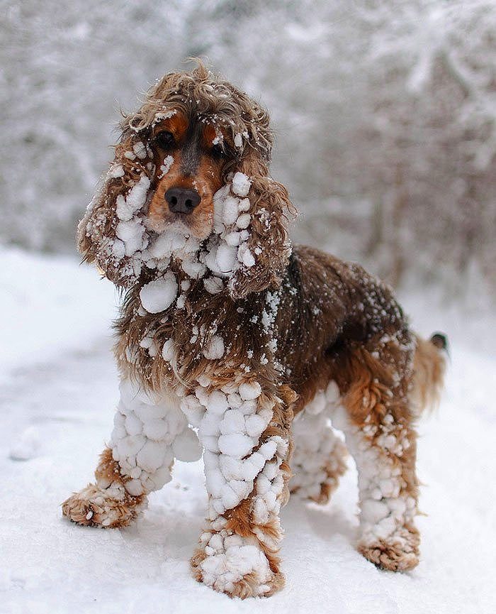 Karla ilk kez tanışmış sevimli hayvanlar