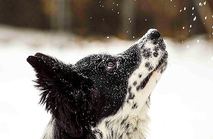 Karla ilk kez tanışmış sevimli hayvanlar