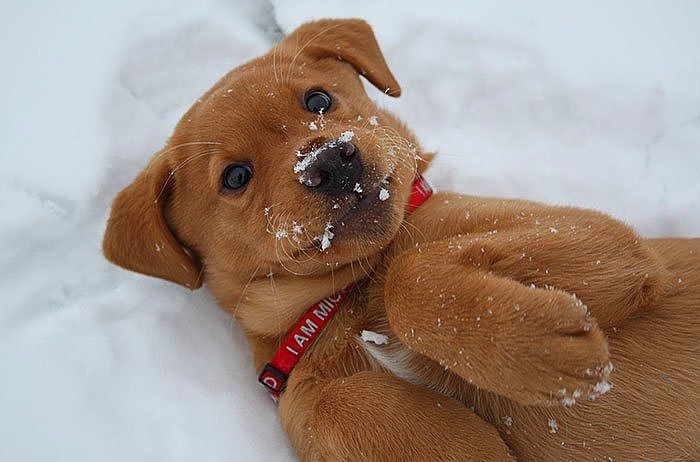 Karla ilk kez tanışmış sevimli hayvanlar