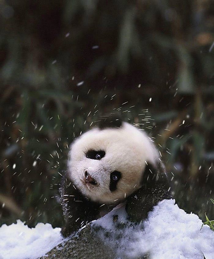 Karla ilk kez tanışmış sevimli hayvanlar