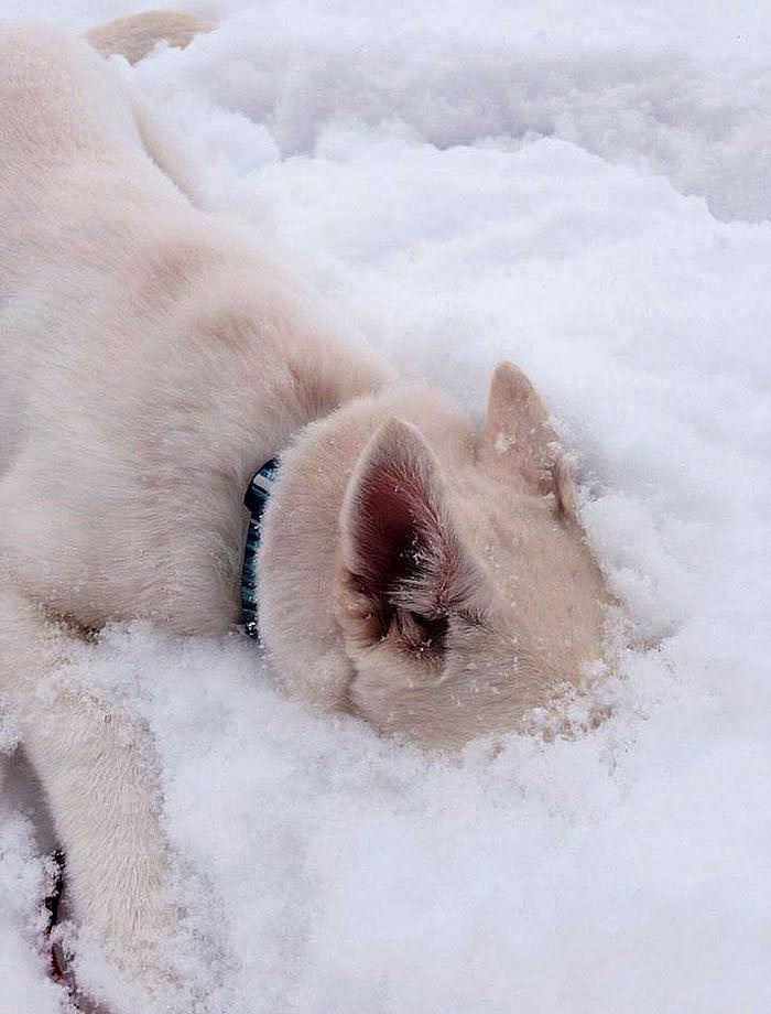 Karla ilk kez tanışmış sevimli hayvanlar