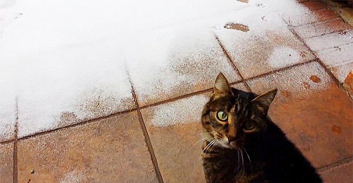 Karla ilk kez tanışmış sevimli hayvanlar