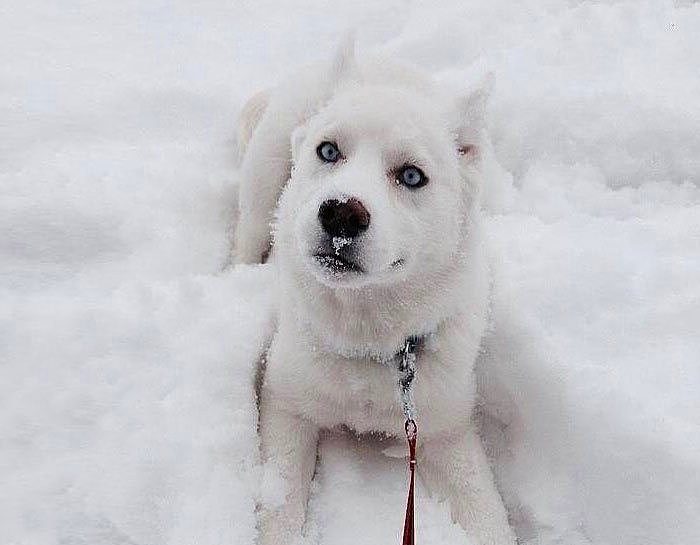 Karla ilk kez tanışmış sevimli hayvanlar