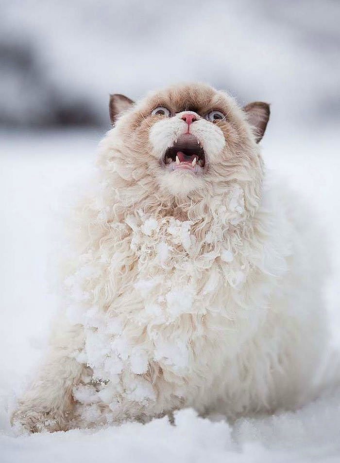 Karla ilk kez tanışmış sevimli hayvanlar