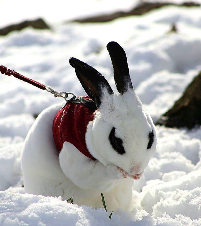 Karla ilk kez tanışmış sevimli hayvanlar