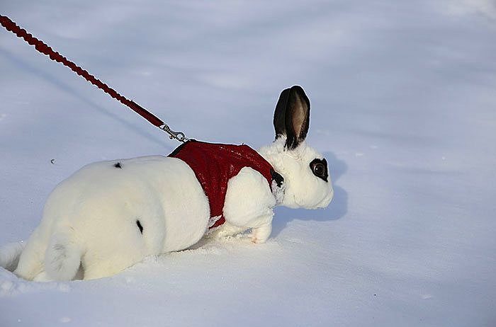 Karla ilk kez tanışmış sevimli hayvanlar