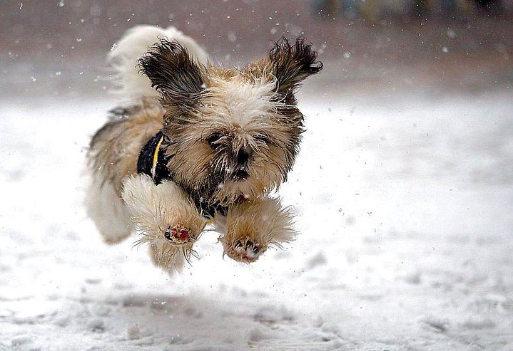 Karla ilk kez tanışmış sevimli hayvanlar