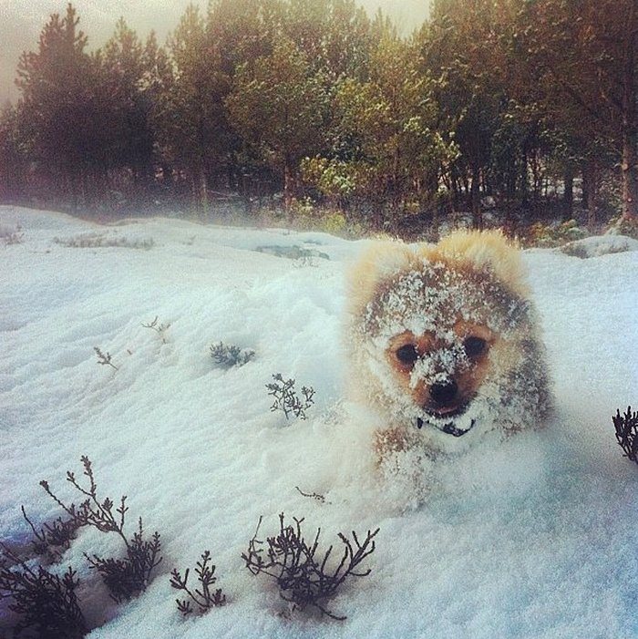 Karla ilk kez tanışmış sevimli hayvanlar
