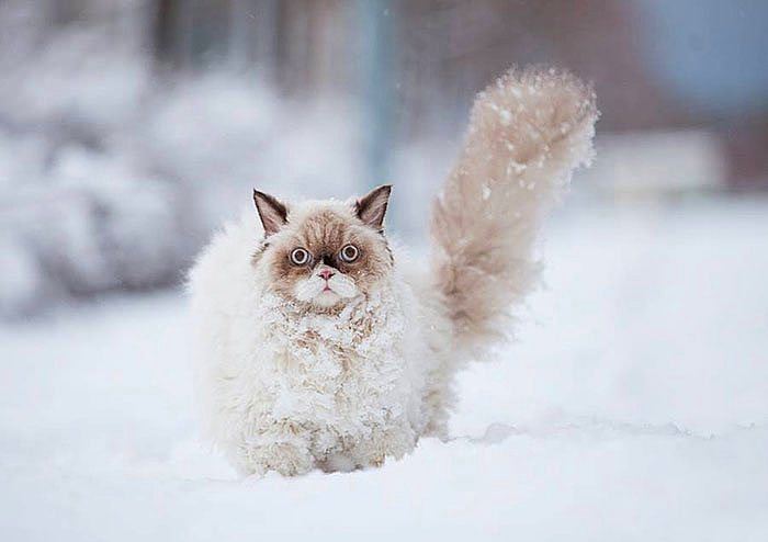 Karla ilk kez tanışmış sevimli hayvanlar