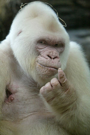 Doğanın beyazları