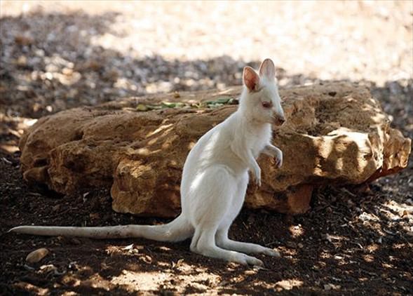Doğanın beyazları