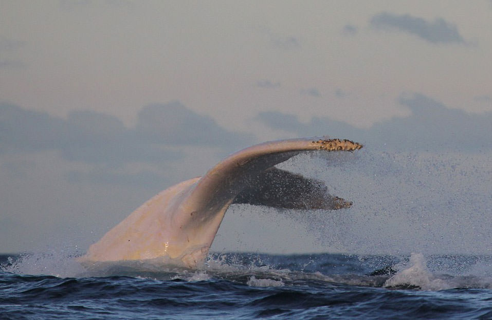 Doğanın beyazları