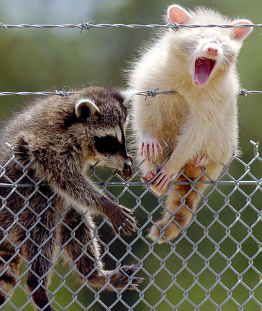 Doğanın beyazları