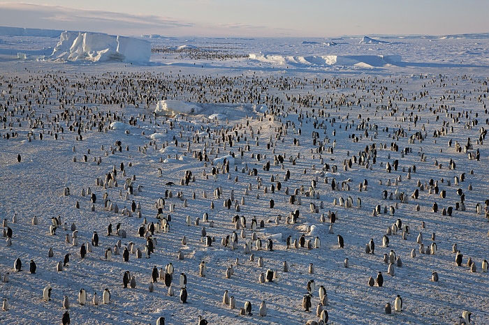 Kutuplardaki vahşi tabiatın ortasından görülmeye değer 31 kare