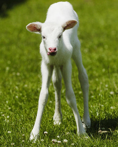 Doğanın beyazları