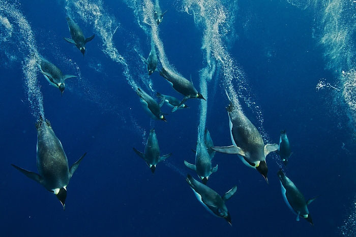 Kutuplardaki vahşi tabiatın ortasından görülmeye değer 31 kare