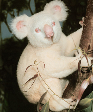 Doğanın beyazları