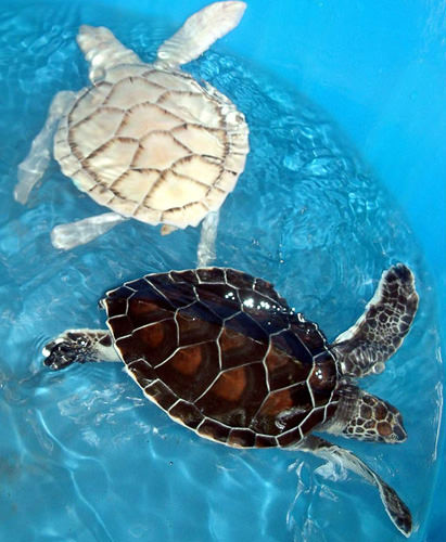 Doğanın beyazları