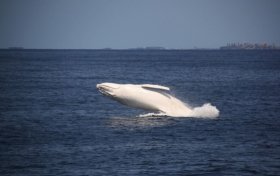 Doğanın beyazları