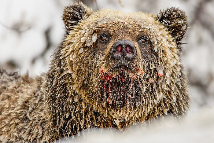 Kutuplardaki vahşi tabiatın ortasından görülmeye değer 31 kare