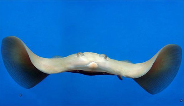 Doğanın beyazları