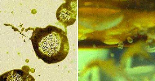 Dünya hakkında 50 ilginç gerçek