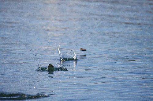 Dünya hakkında 50 ilginç gerçek