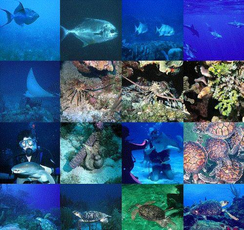 Dünya hakkında 50 ilginç gerçek