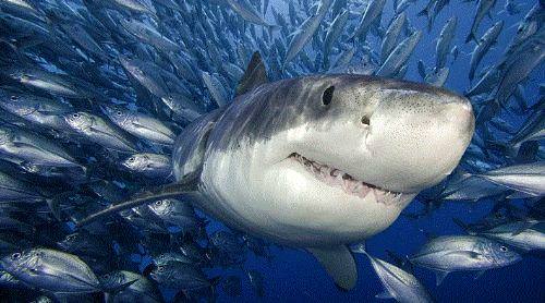 Dünya hakkında 50 ilginç gerçek