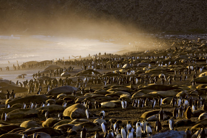 Paul Nicklen'ın gözünden vahşi doğa