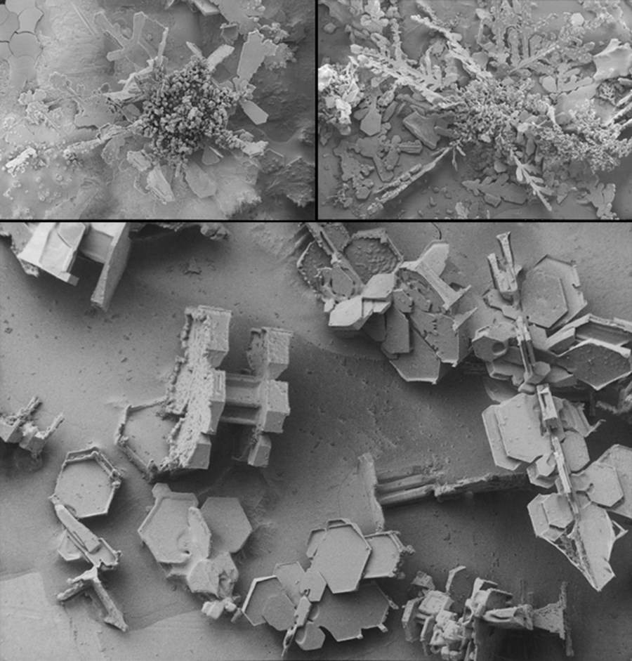 Onları hiç bu kadar yakından görmediniz!