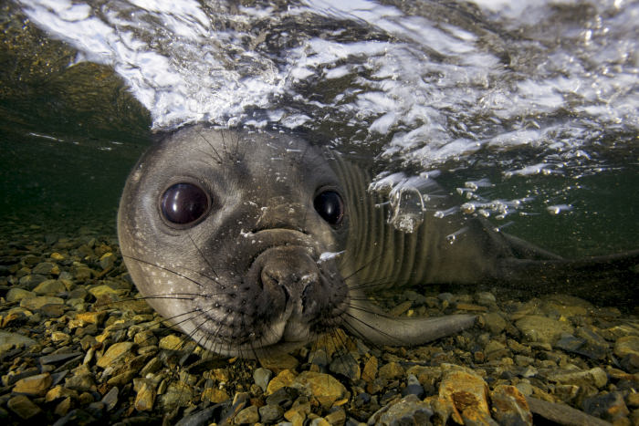 Paul Nicklen'ın gözünden vahşi doğa