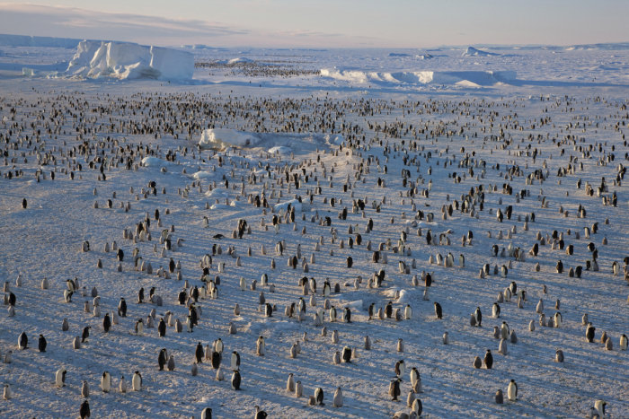Paul Nicklen'ın gözünden vahşi doğa