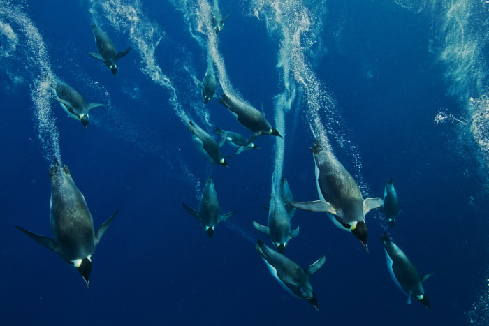 Paul Nicklen'ın gözünden vahşi doğa