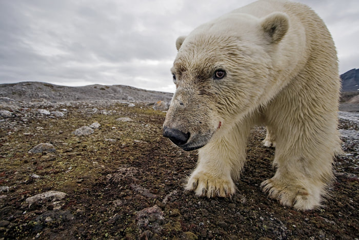Paul Nicklen'ın gözünden vahşi doğa