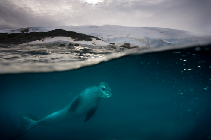 Paul Nicklen'ın gözünden vahşi doğa