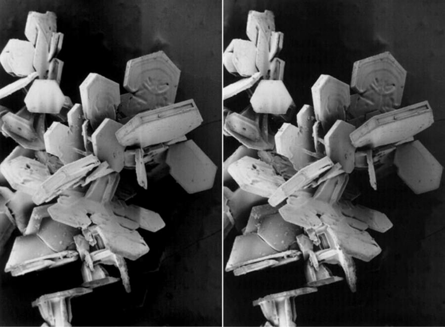 Onları hiç bu kadar yakından görmediniz!