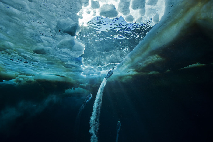 Paul Nicklen'ın gözünden vahşi doğa