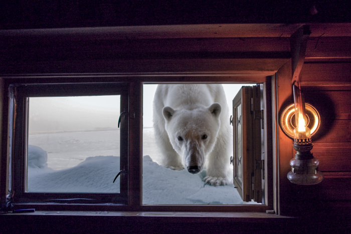 Paul Nicklen'ın gözünden vahşi doğa