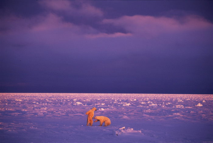 Paul Nicklen'ın gözünden vahşi doğa