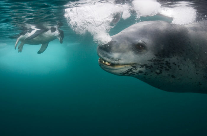Paul Nicklen'ın gözünden vahşi doğa