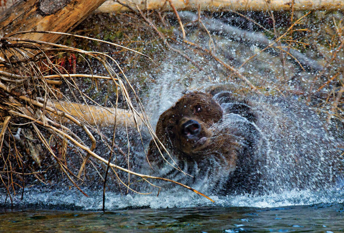 Paul Nicklen'ın gözünden vahşi doğa