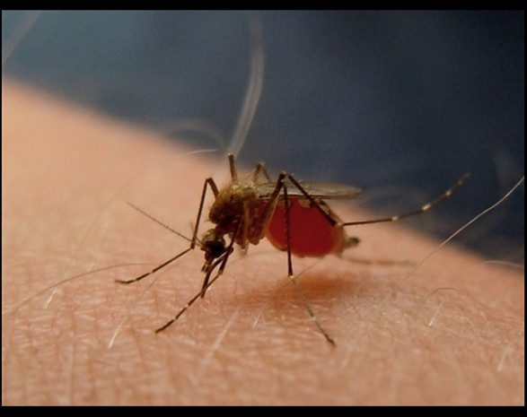 Tarihte öyle ilginç deneyler var ki!