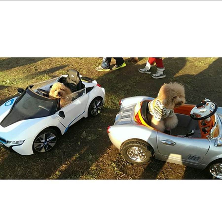 Instagram'ın zengin köpekleri