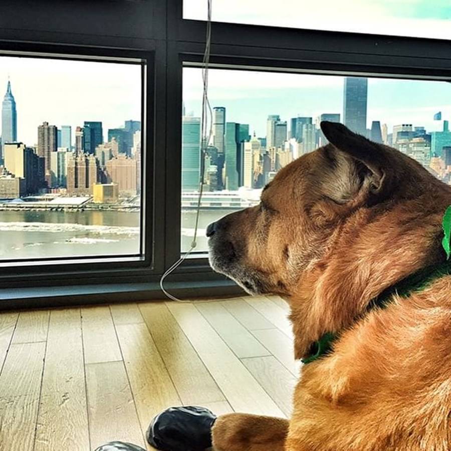 Instagram'ın zengin köpekleri