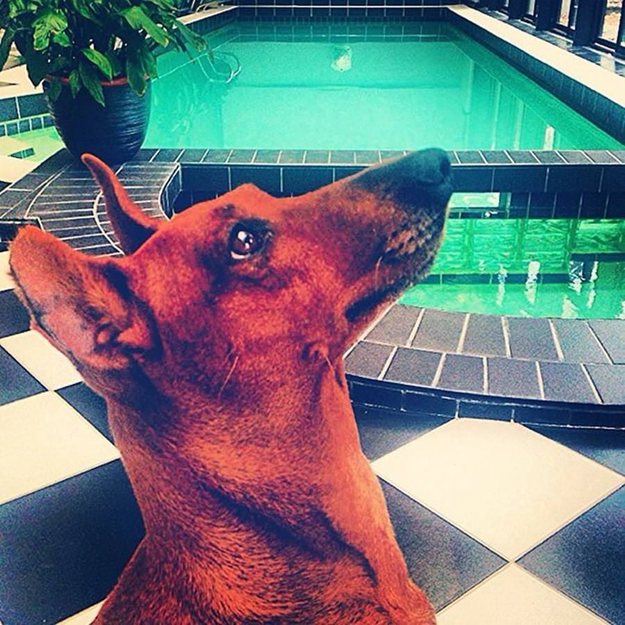 Instagram'ın zengin köpekleri