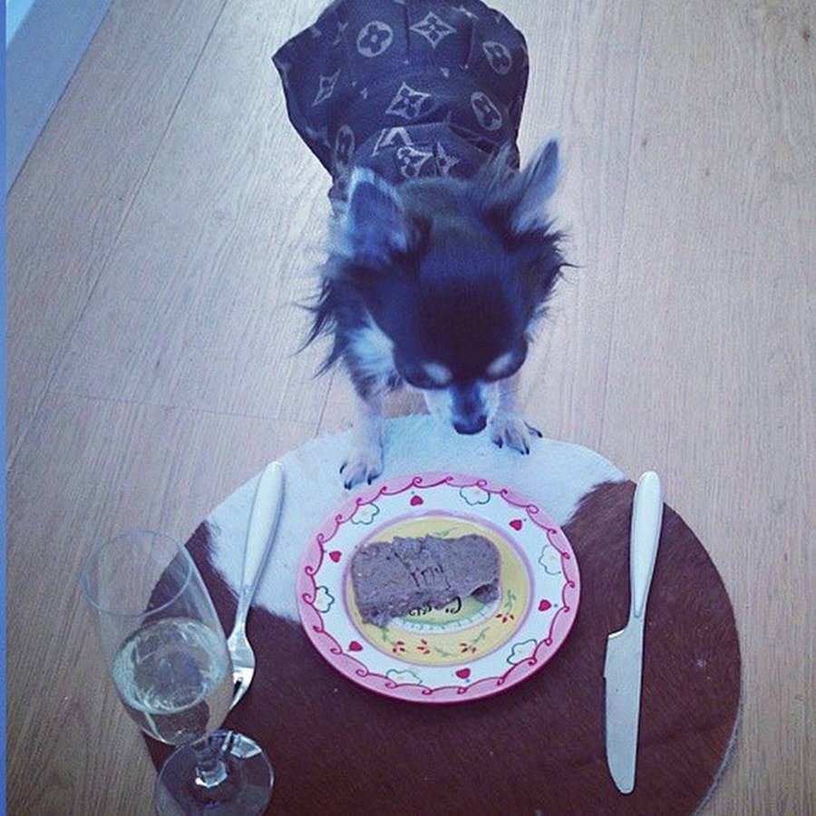 Instagram'ın zengin köpekleri