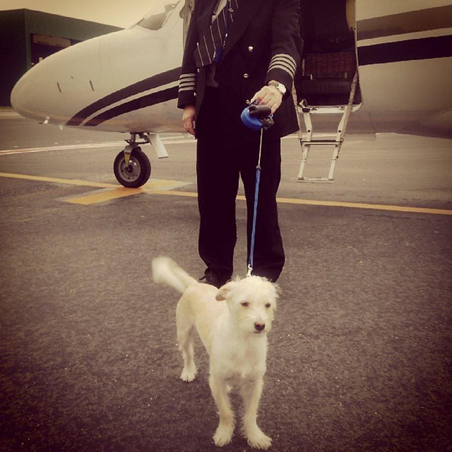 Instagram'ın zengin köpekleri