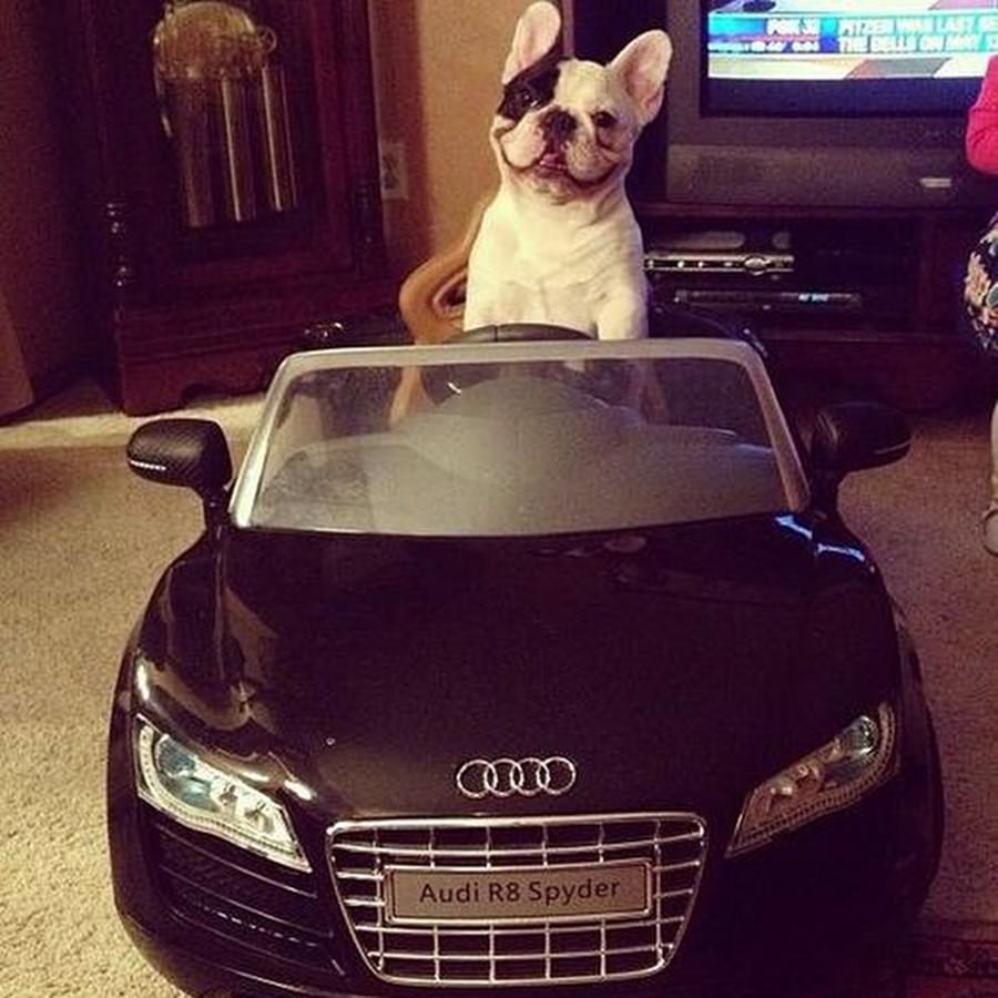 Instagram'ın zengin köpekleri