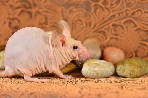 Bu hayvanları daha önce hiç görmediniz!